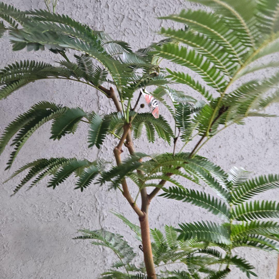 ②　エバーフレッシュ　8号極太　最高等級極上品‼️