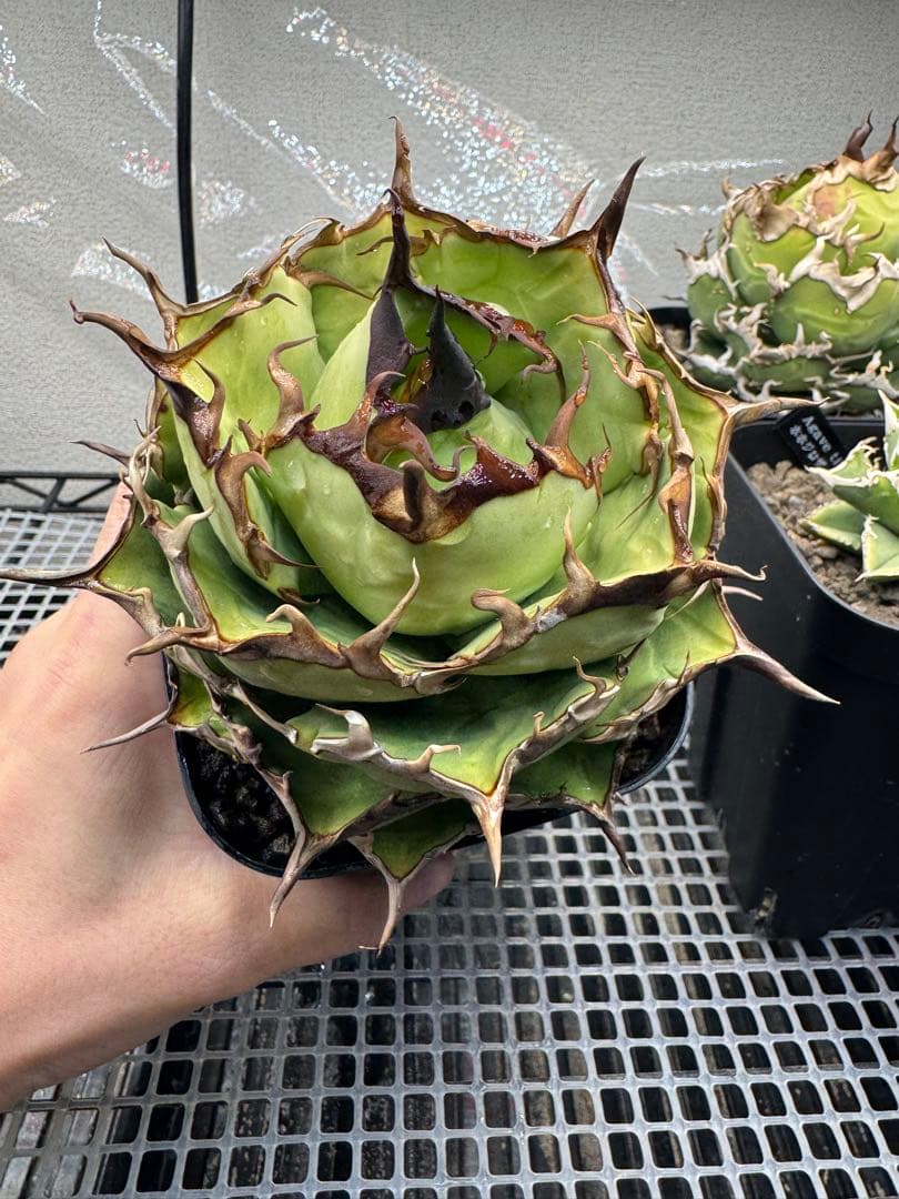 アガベ 実生選抜株ノーネーム(写真株)