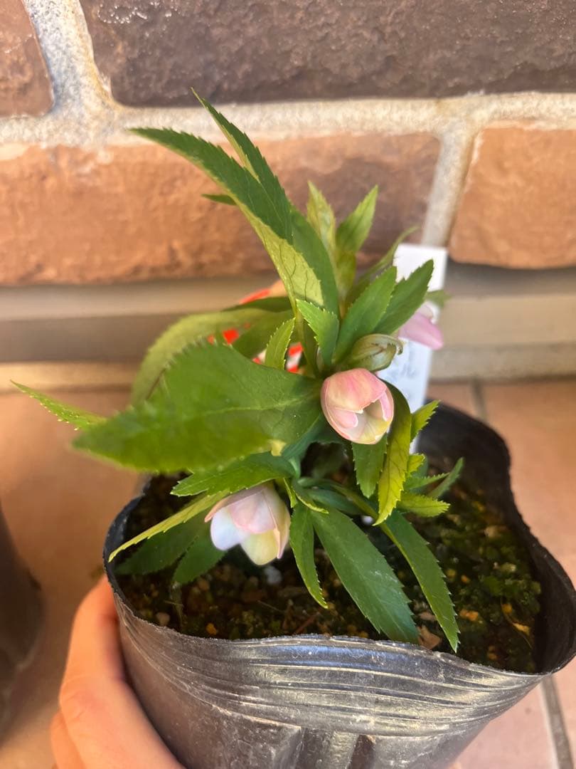 横山園芸　クリスマスローズ　ベビードール