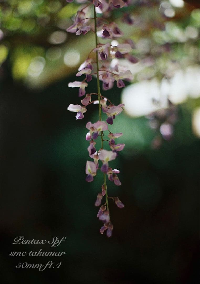 完動品＊美品＊pentax spf&名玉smc f1.4★作例多数★初期保証付き