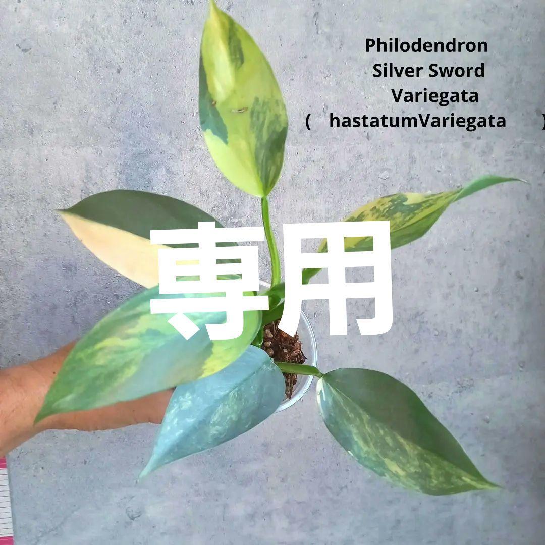 超希少 フィロデンドロン　シルバーソード斑入 (ハスタータム斑入)