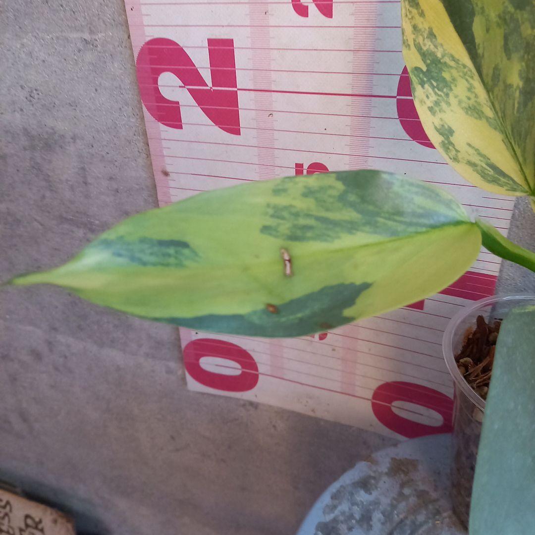 超希少 フィロデンドロン　シルバーソード斑入 (ハスタータム斑入)