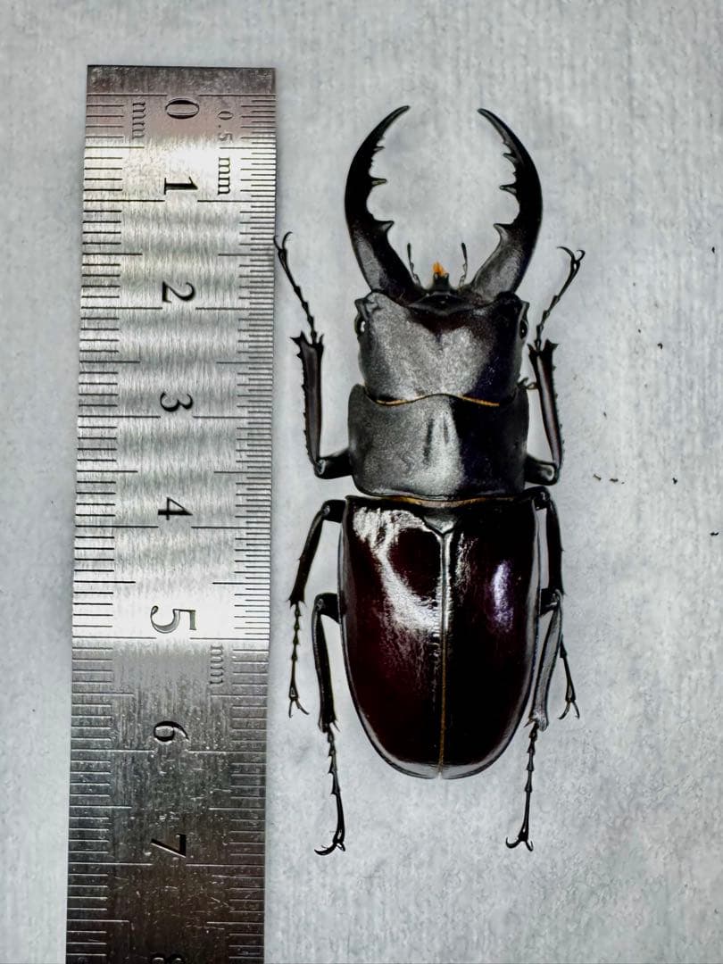 ※コンチュー 野外品標本※