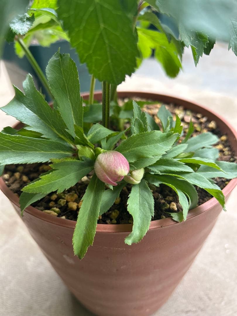 クリスマスローズ　ウィンターシンフォニー　ピンクフラッシュ dd 7号　花芽5