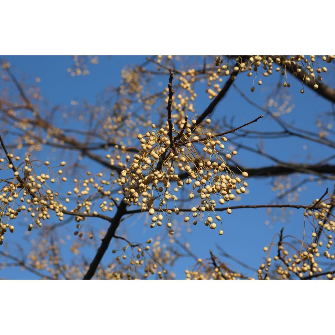 ❤即購入1000円OFF❤ キャノン EF 100-300mm F5.6