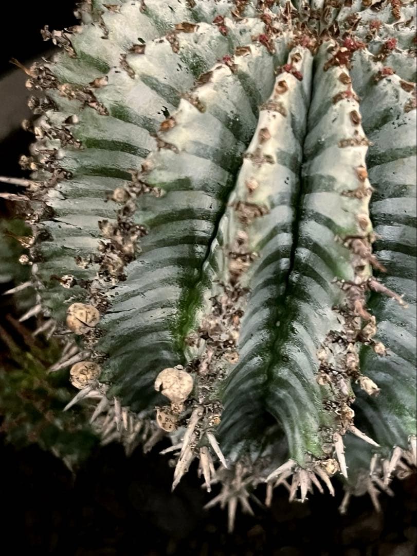 ユーフォルビアホリダ White zebra S胴太 親株 カキ子3株付き 雌株