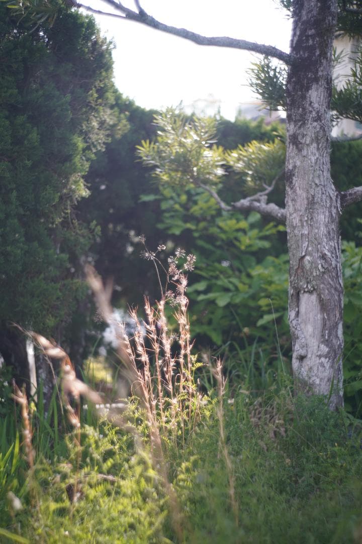 沈胴型 CONTAX Carl Zeiss Jena Sonnar 5cm F2