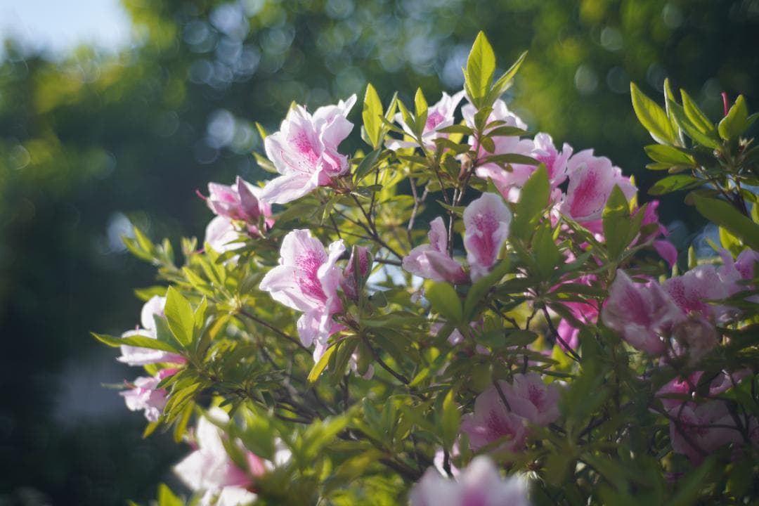 沈胴型 CONTAX Carl Zeiss Jena Sonnar 5cm F2