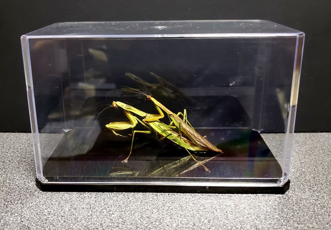 ケムンパス出品 オオカマキリ立体標本2点