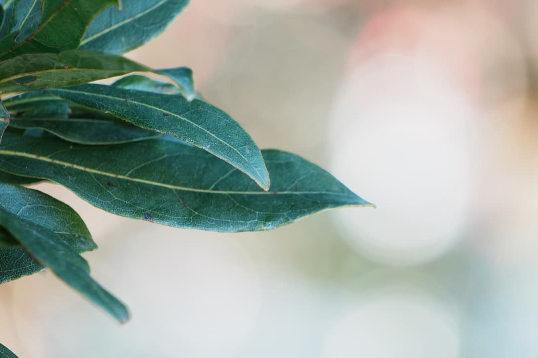 【運動会・卒業式にも】SONY 望遠ズームレンズ SEL55210 144