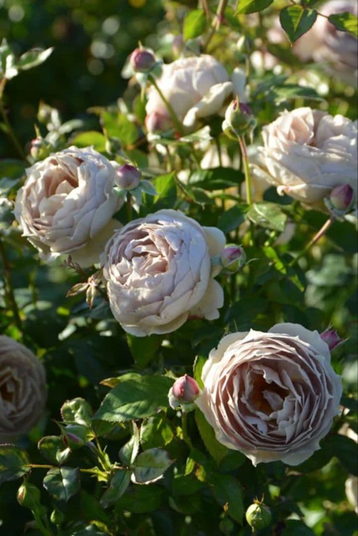 【冬季大苗】バラ苗 ルクソール 国産苗 6号鉢植え