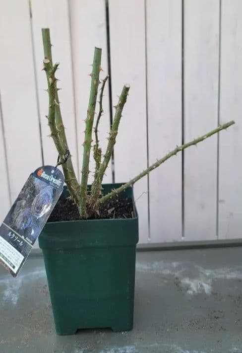 【冬季大苗】バラ苗 ルクソール 国産苗 6号鉢植え