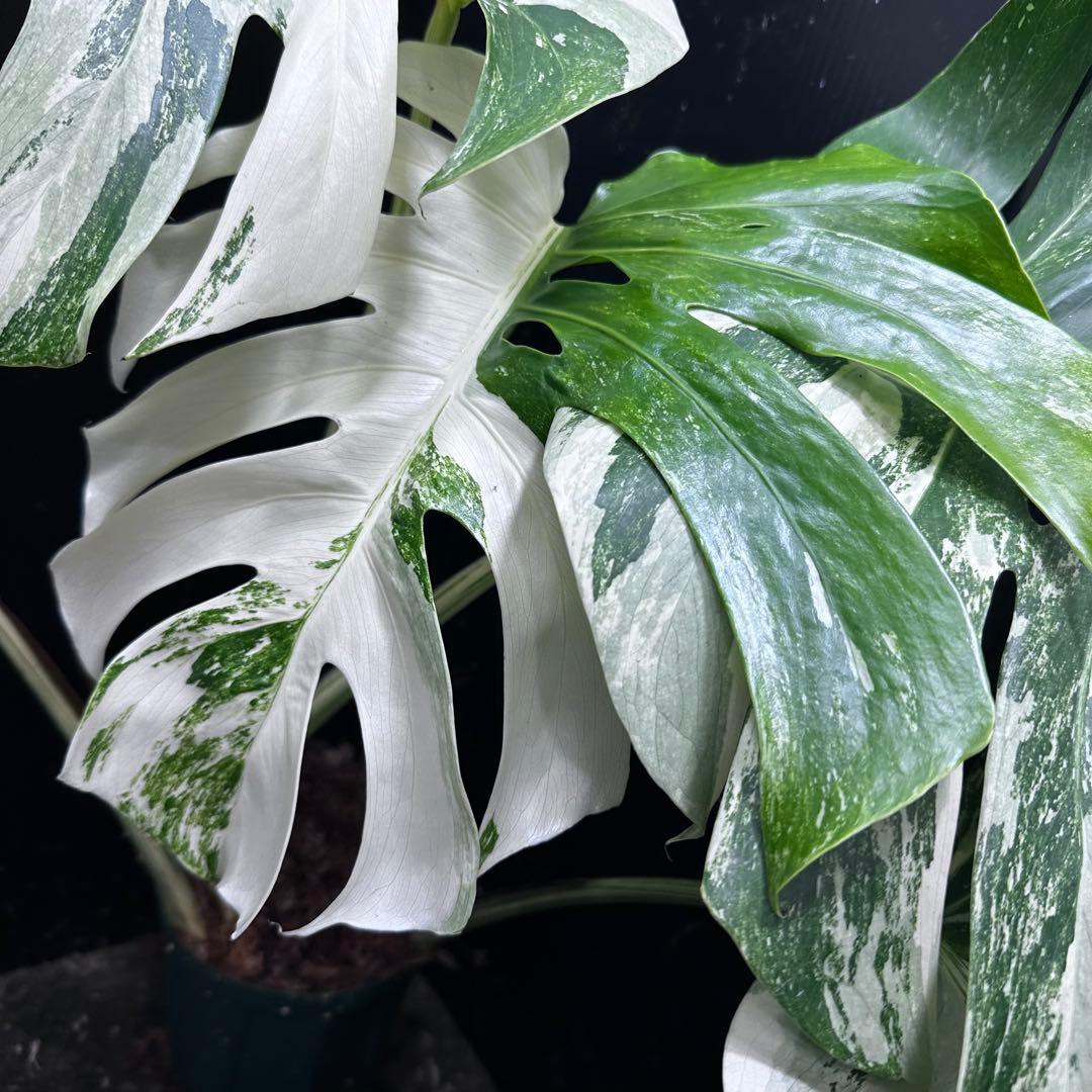 N*e様 斑入りモンステラ ホワイトタイガー極美大株58cm白斑多