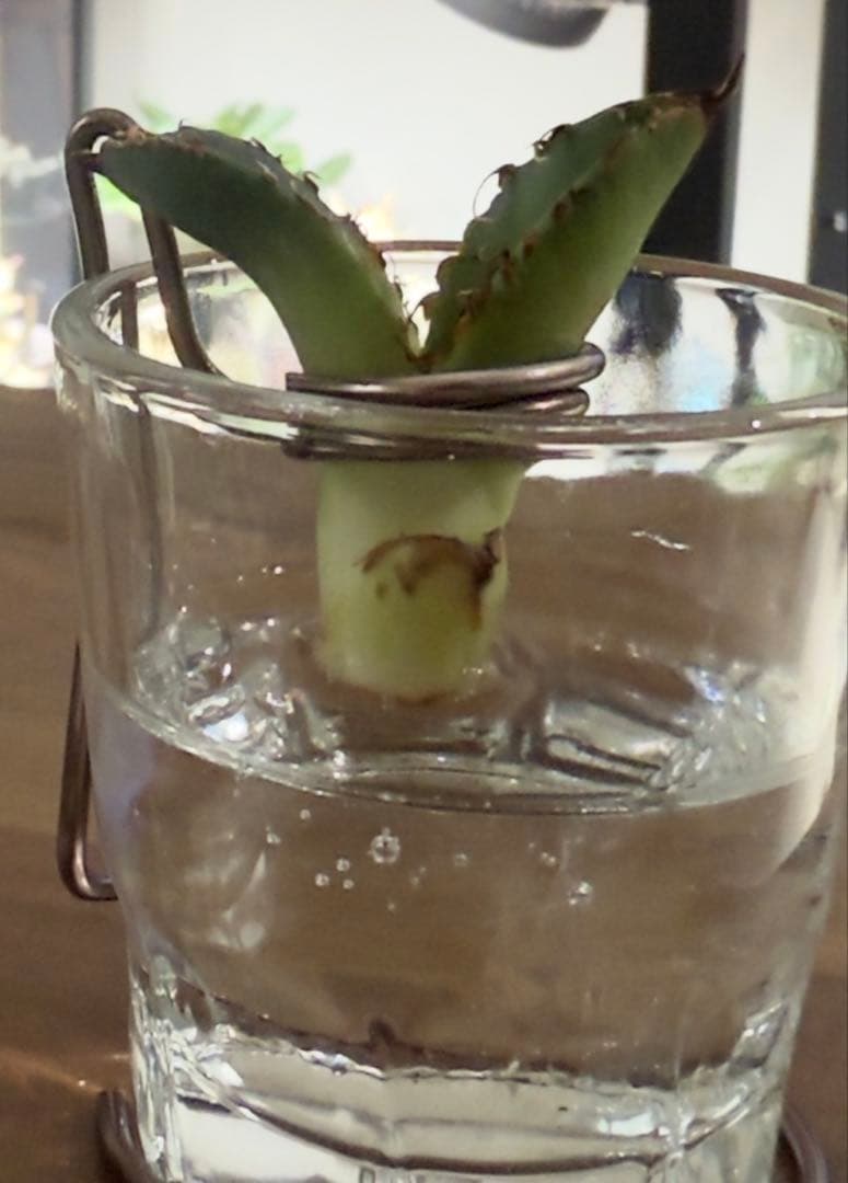 ま*ん様 アガベ　スーパーチタノタ　カクタスグリーン産　OC