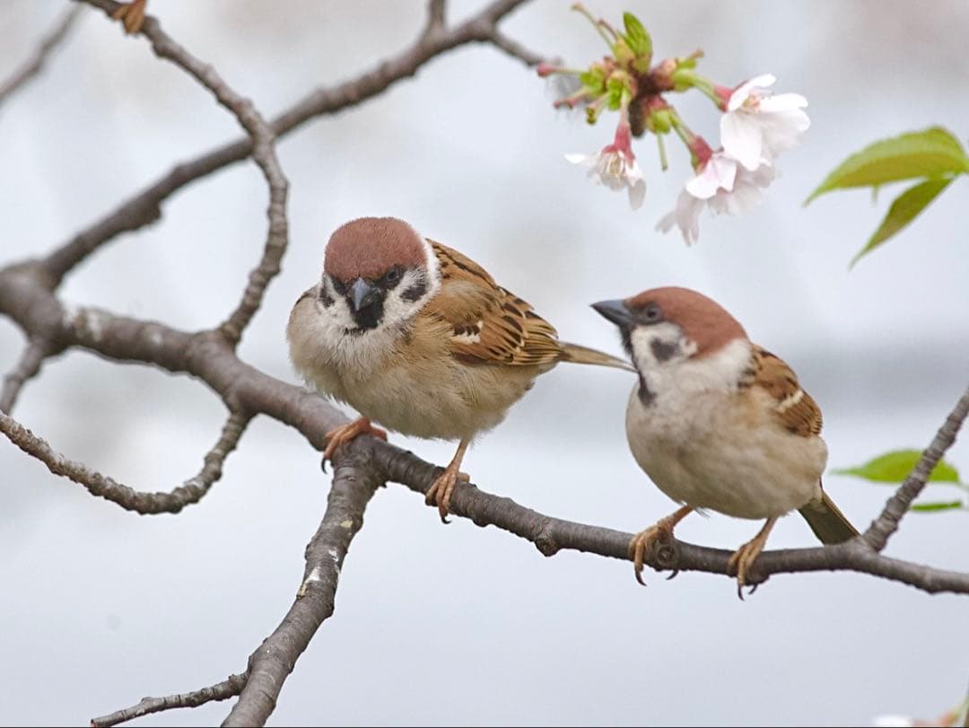 レンズ(ズーム) CANON EF 70-200 F4L IS USM