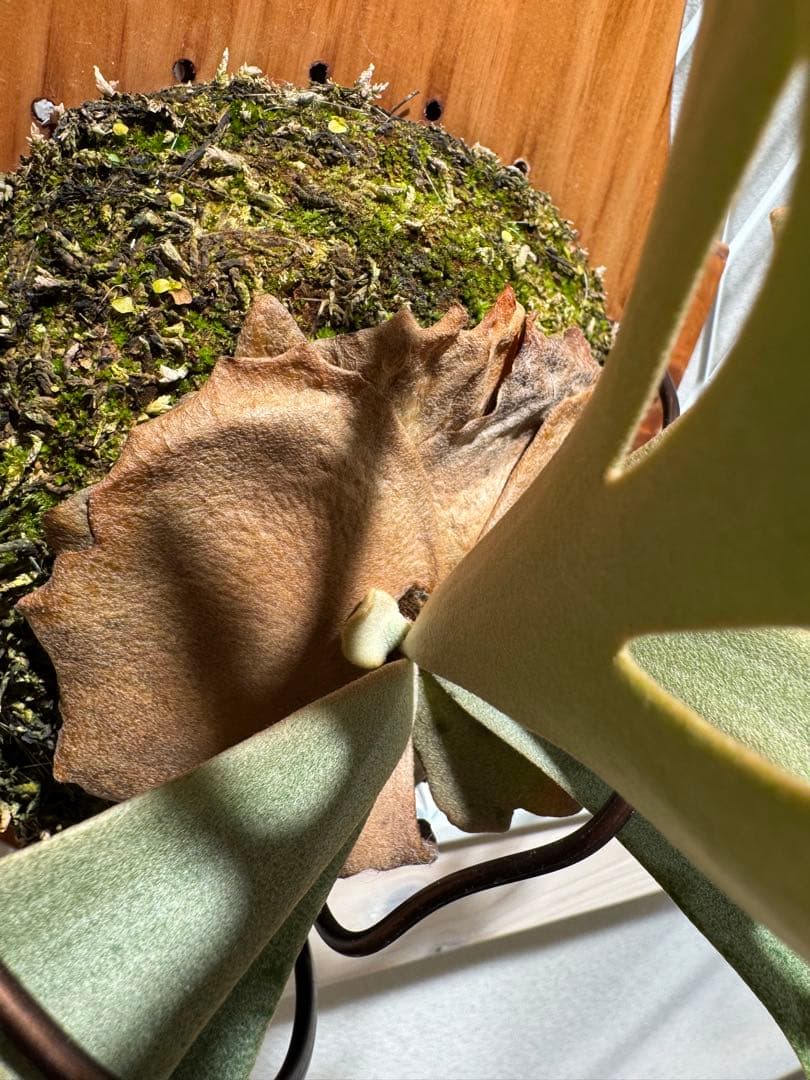 P. willinckii Jenny TC P-BORD×Z-hego