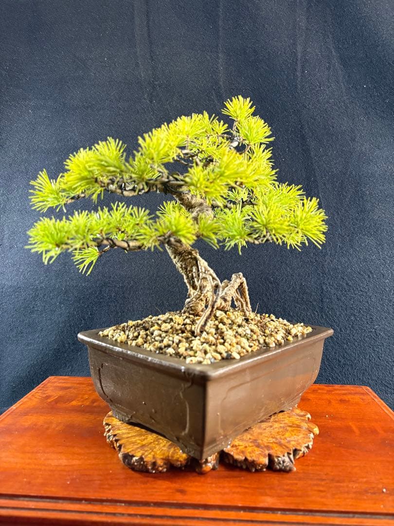 貴風盆栽、赤石五葉松、根上がり、模様木 目立った傷や汚れなし