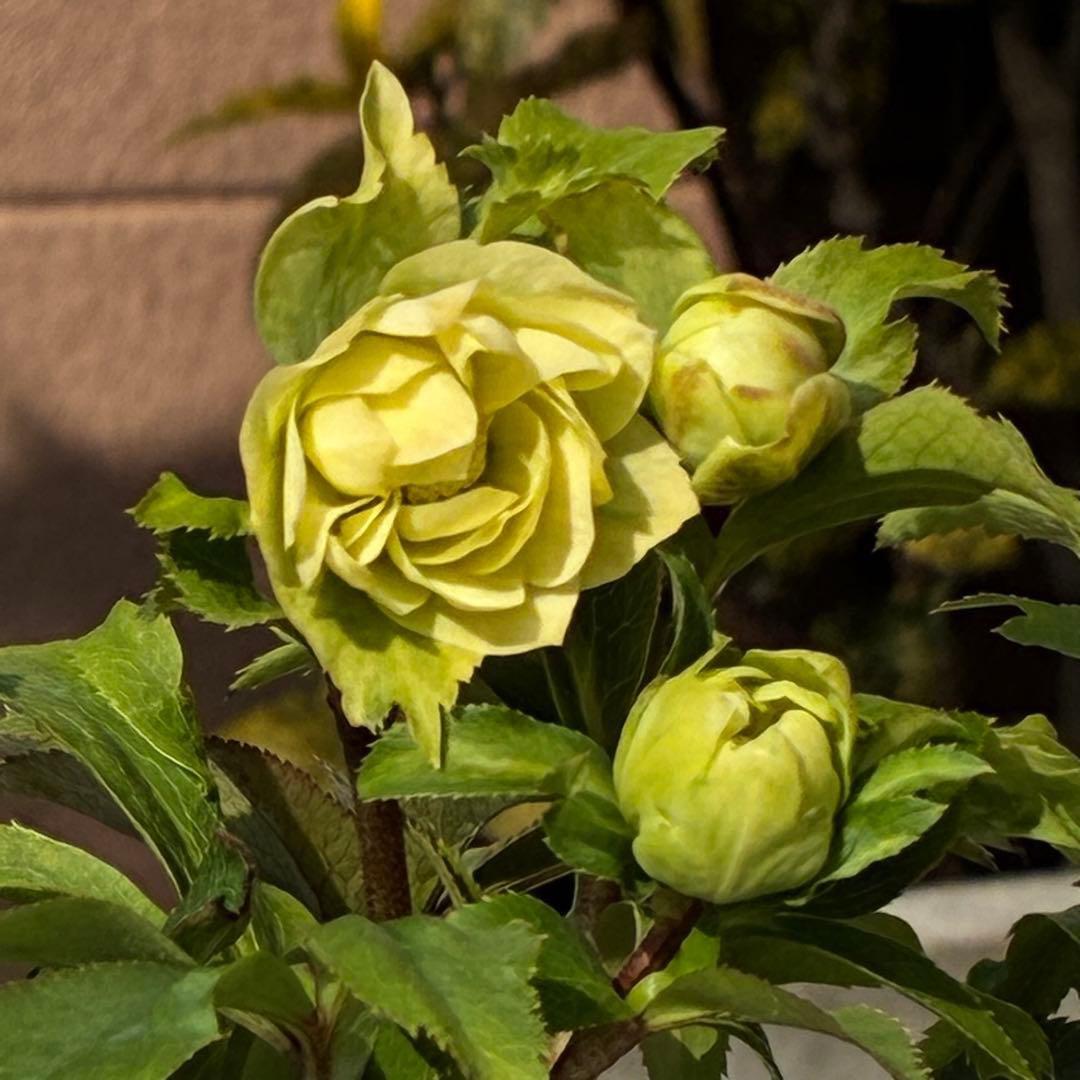 ま*️様 3486☘️蕾花タグ付き☘️⭐️マイクロヒデコート⭐️小輪⭐️コンパク