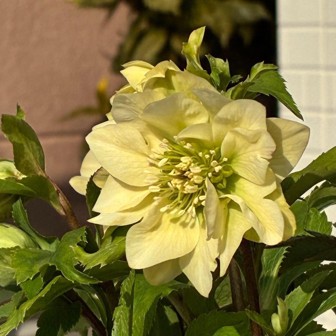 ま*️様 3486☘️蕾花タグ付き☘️⭐️マイクロヒデコート⭐️小輪⭐️コンパク