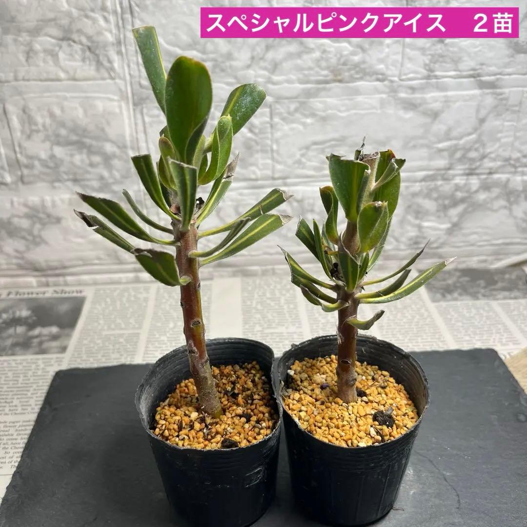 スペシャルピンクアイス　２苗　No.1 No.2 No.3