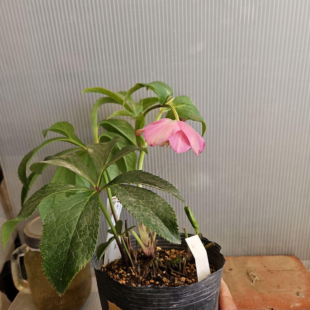 ㉖-368クリスマスローズ