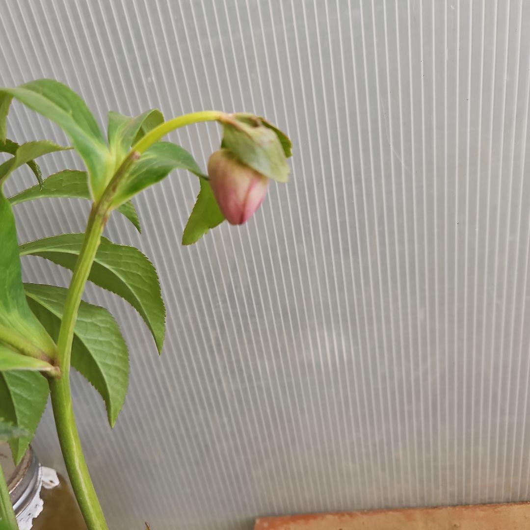 ㉖-368クリスマスローズ