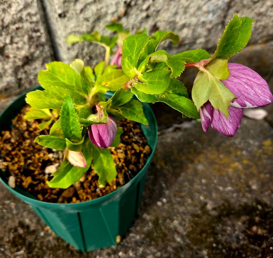 クリスマスローズ　絞り認定　鉄人06