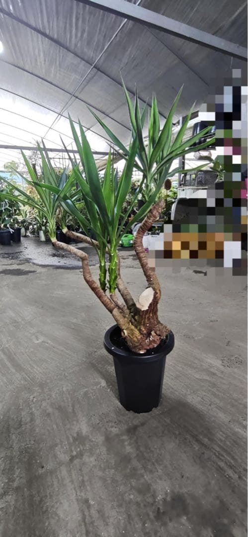 ユッカ 観葉植物 曲がった幹