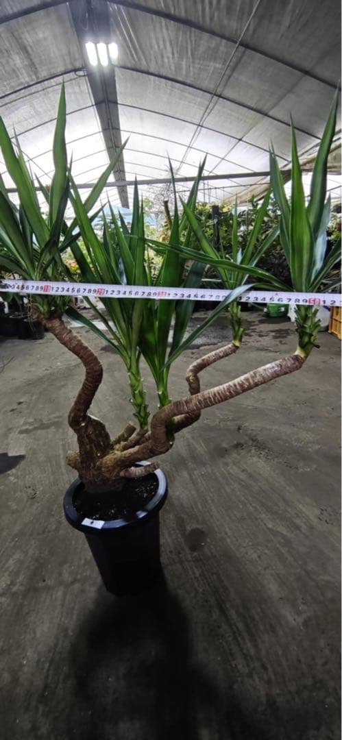 ユッカ 観葉植物 曲がった幹