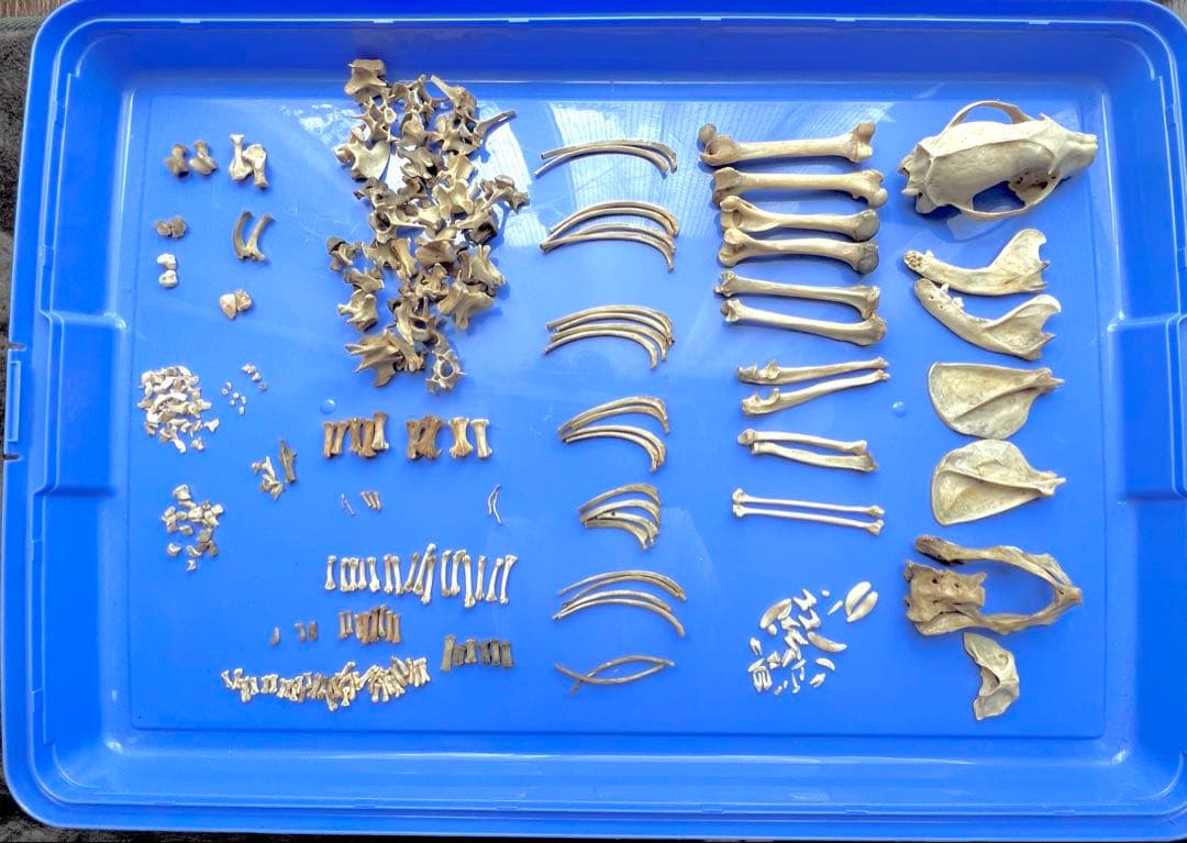 シ*ナ様 【美品】本物ハクビシン 全身骨格標本作成キット