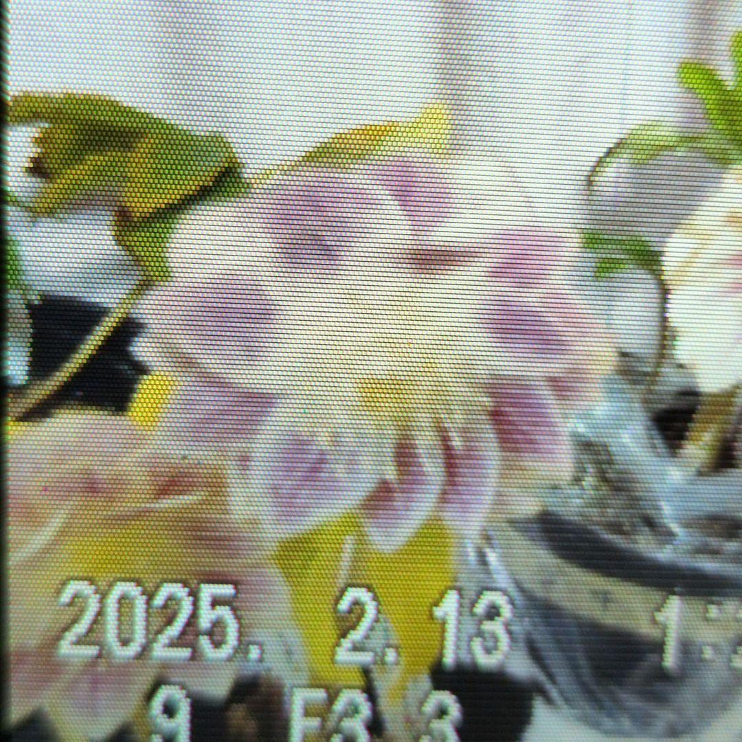 【清〇様】プリマヴェーラゴールドグラデクリスマスローズ苗