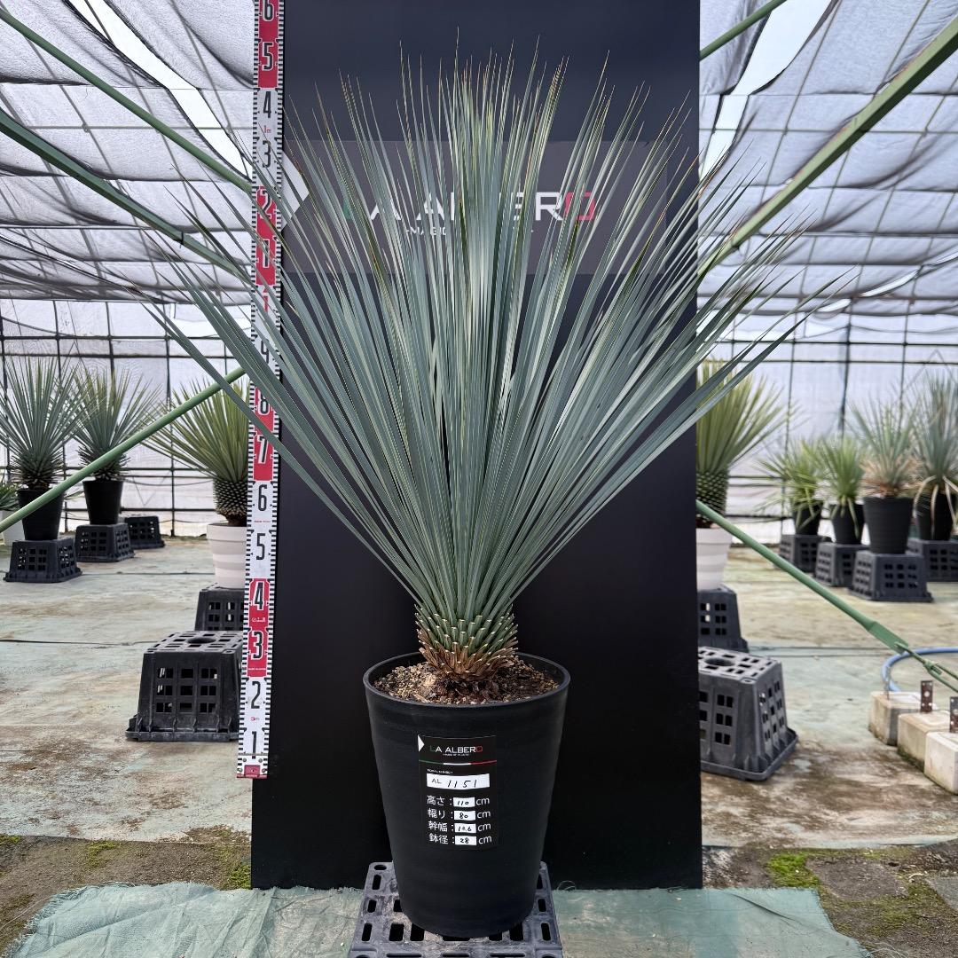 は*な様 【AL1151】ユッカ　ロストラータ　ランチョブルー　数量限定