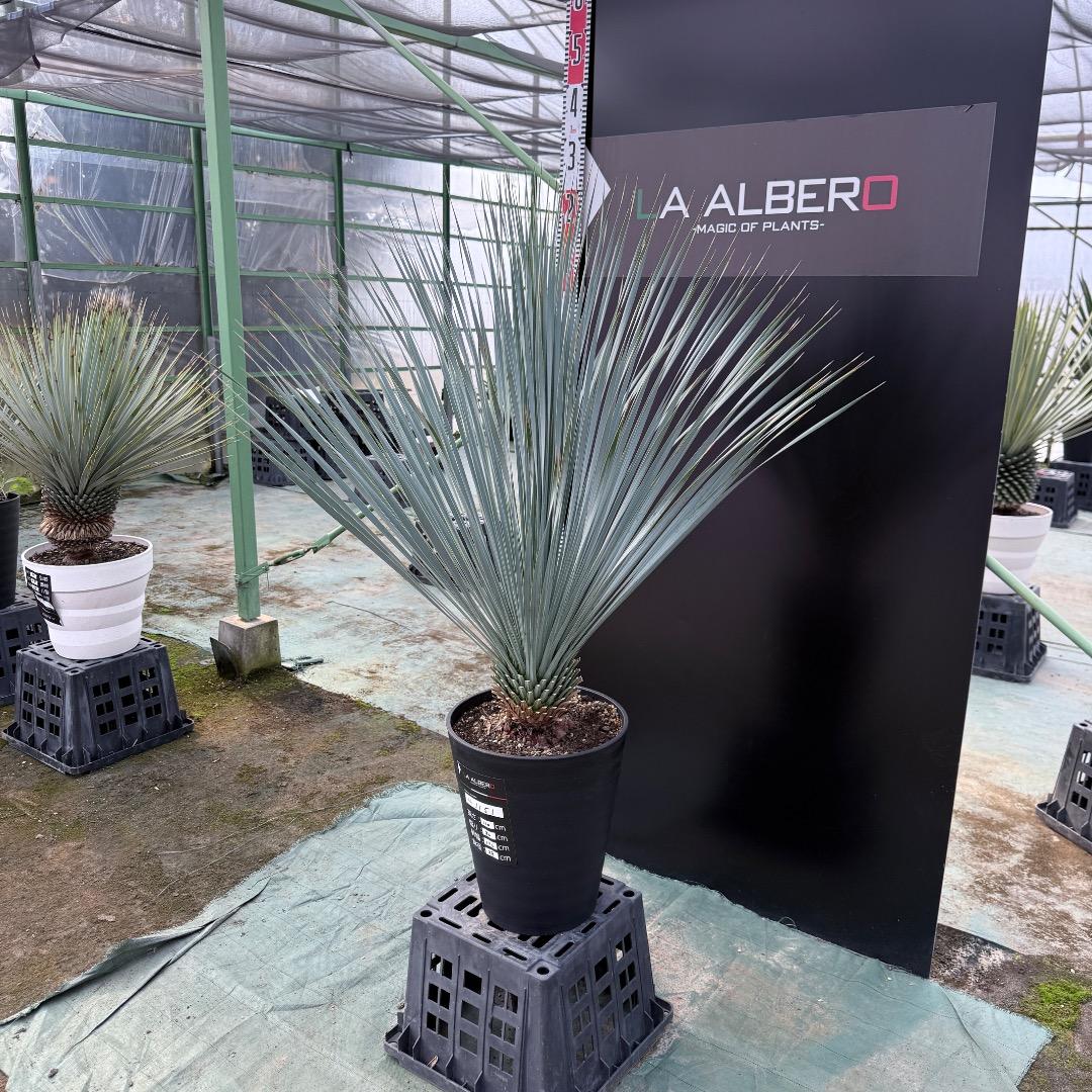 は*な様 【AL1151】ユッカ　ロストラータ　ランチョブルー　数量限定