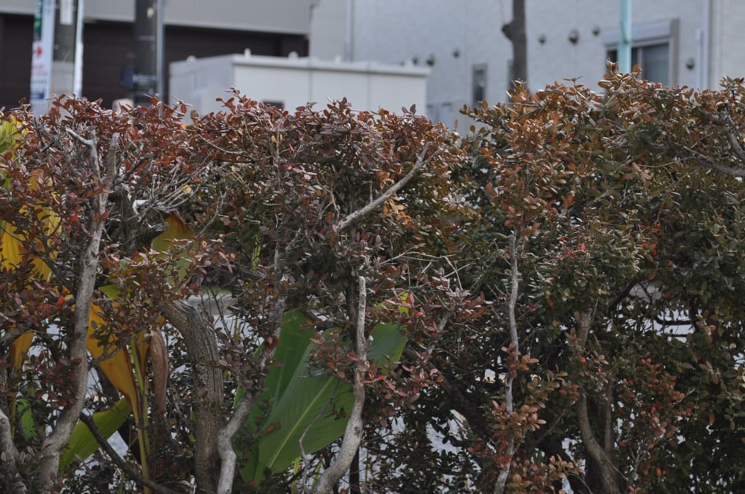 Nikon D5000 18-55 55-200 ダブルズームキット 動作確認済