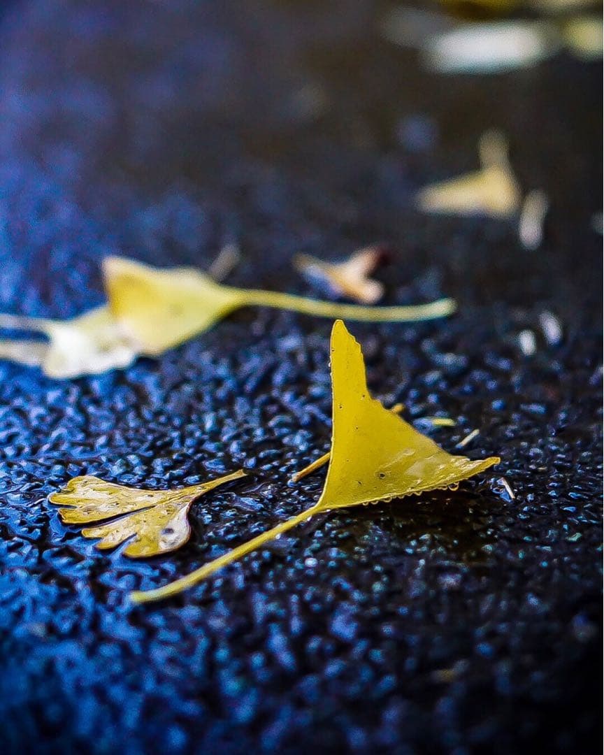 SONY α Eマウント +キッドレンズ16-50mm +SONY純正バッグ