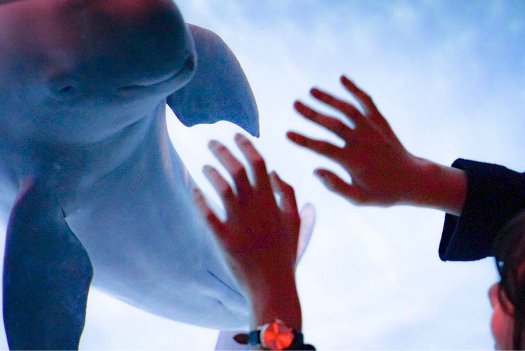 SONY α Eマウント +キッドレンズ16-50mm +SONY純正バッグ