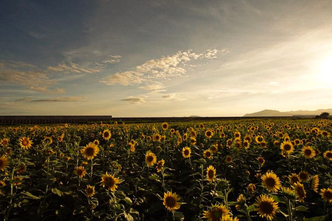 SONY α Eマウント +キッドレンズ16-50mm +SONY純正バッグ