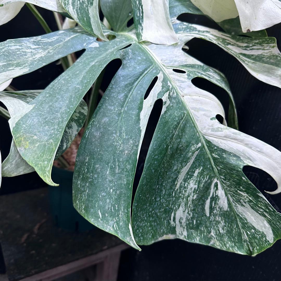 パ*ム様 斑入りモンステラ ホワイトタイガー極美大株91cm白斑多
