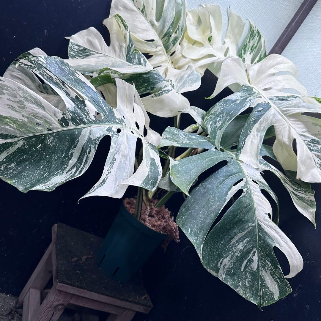 パ*ム様 斑入りモンステラ ホワイトタイガー極美大株91cm白斑多