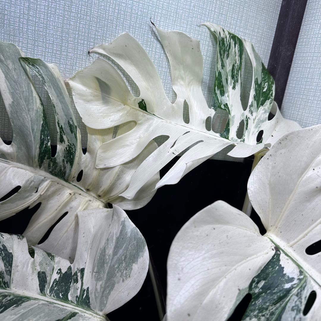 パ*ム様 斑入りモンステラ ホワイトタイガー極美大株91cm白斑多