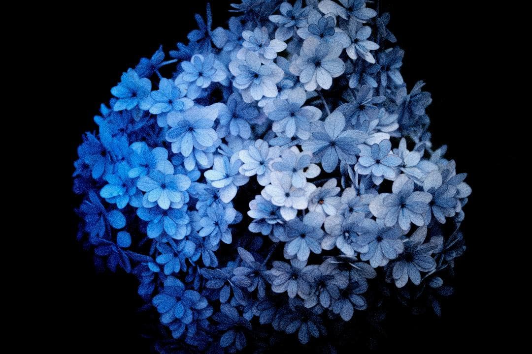 ★マクロ Zeiss Touit 2.8/50M 単焦点レンズ（Xマウント）