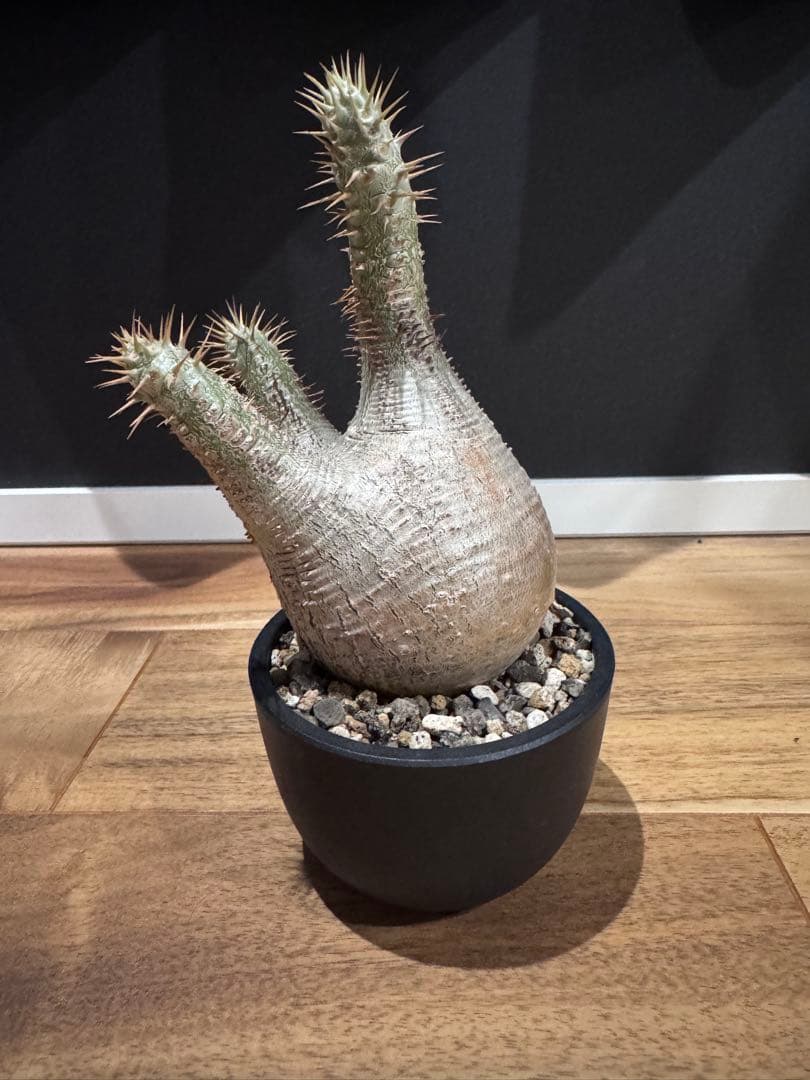 パキポディウム グラキリス 現地球