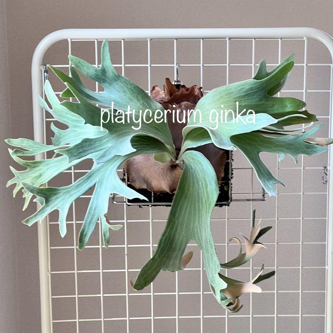 OC子株 platycerium ginka 銀華 pup ギンカ63ビカクシダ
