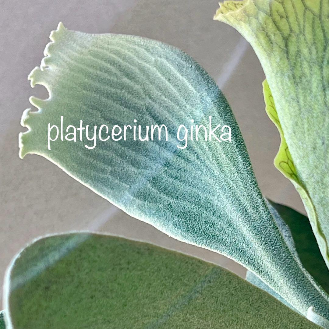 OC子株 platycerium ginka 銀華 pup ギンカ63ビカクシダ
