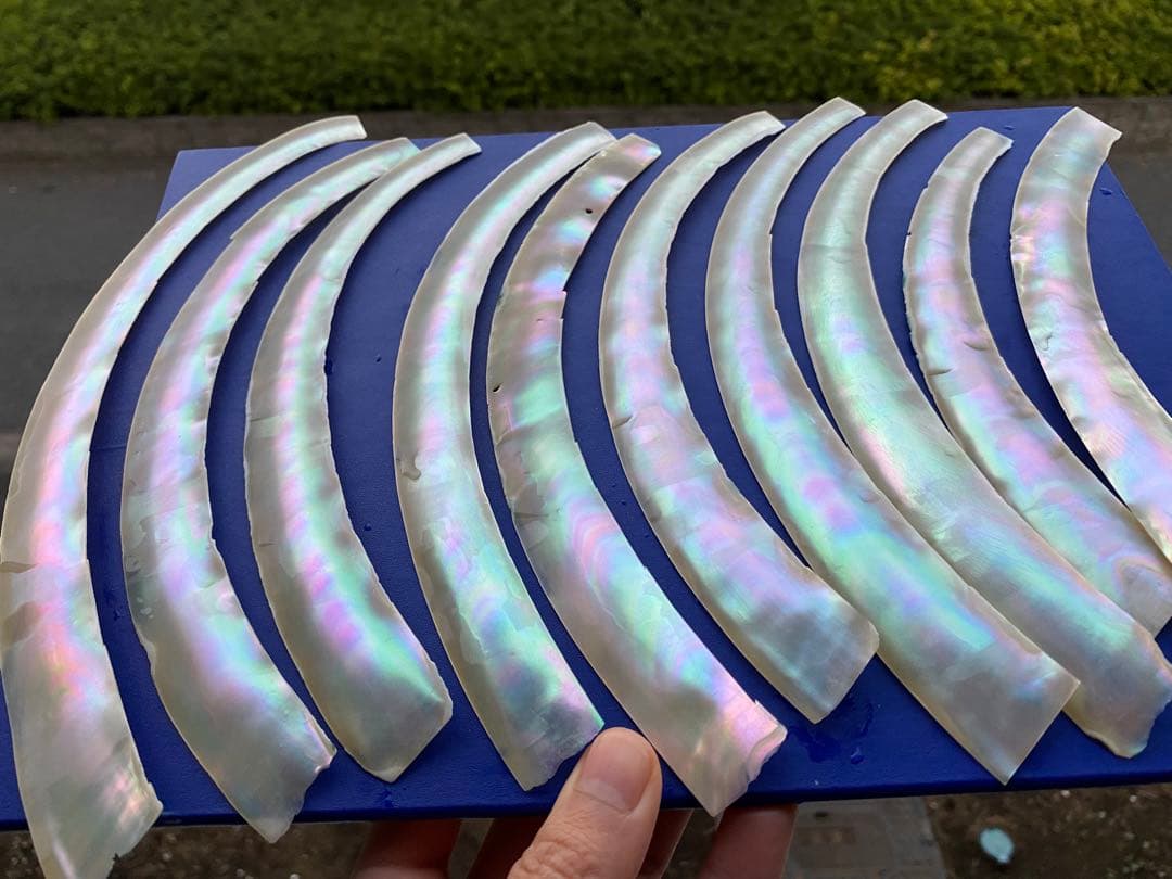 夜光貝　まとめてセット