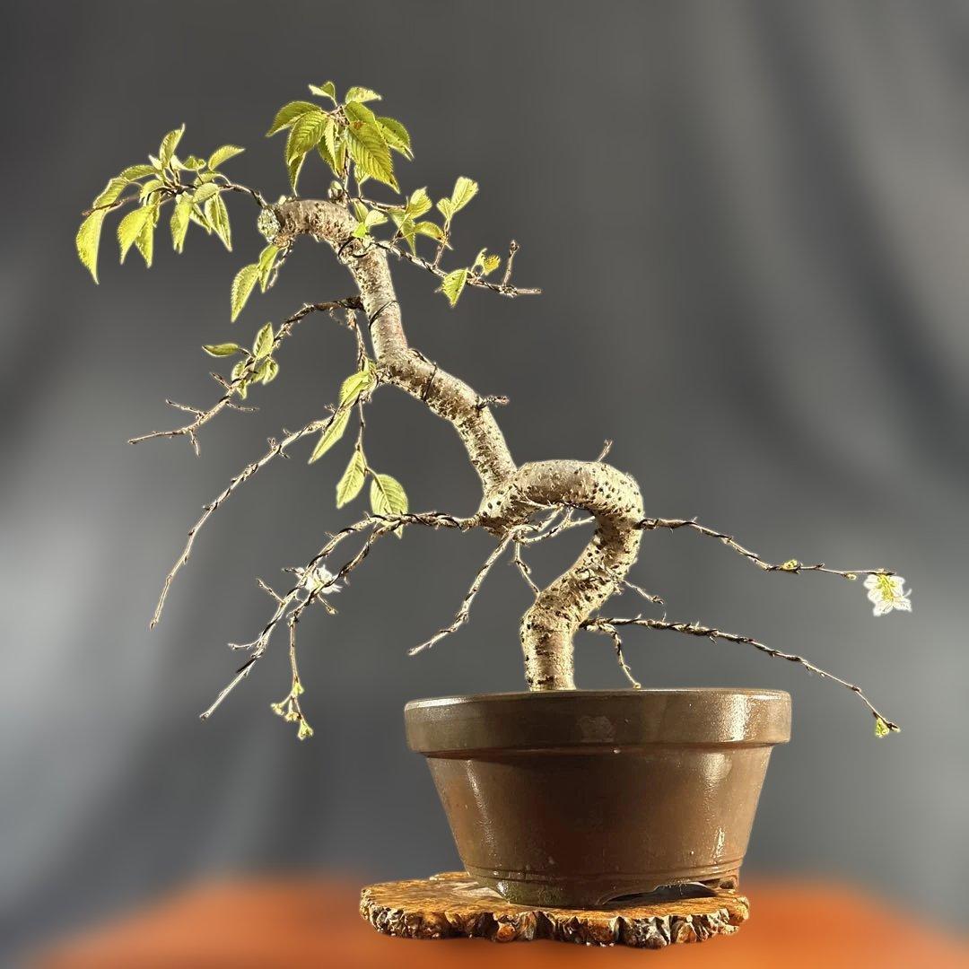 中品盆栽、十月桜、斜幹模様木、花、花芽付き やや傷や汚れあり　ノリ典　