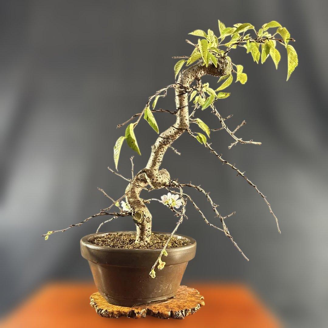 中品盆栽、十月桜、斜幹模様木、花、花芽付き やや傷や汚れあり　ノリ典　