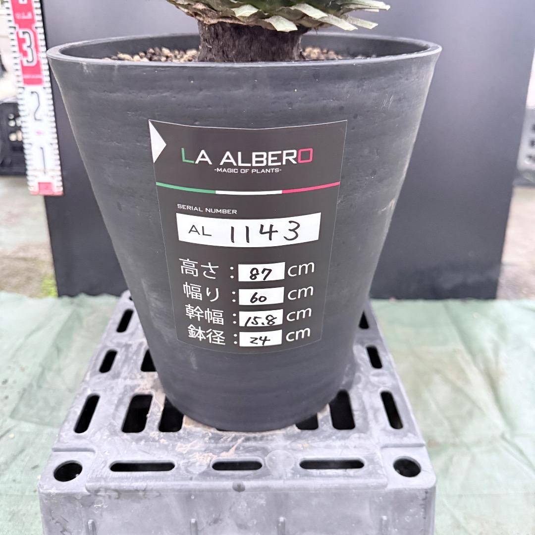 ノ*リ様 【AL1143】ユッカ　ロストラータ　24cm鉢