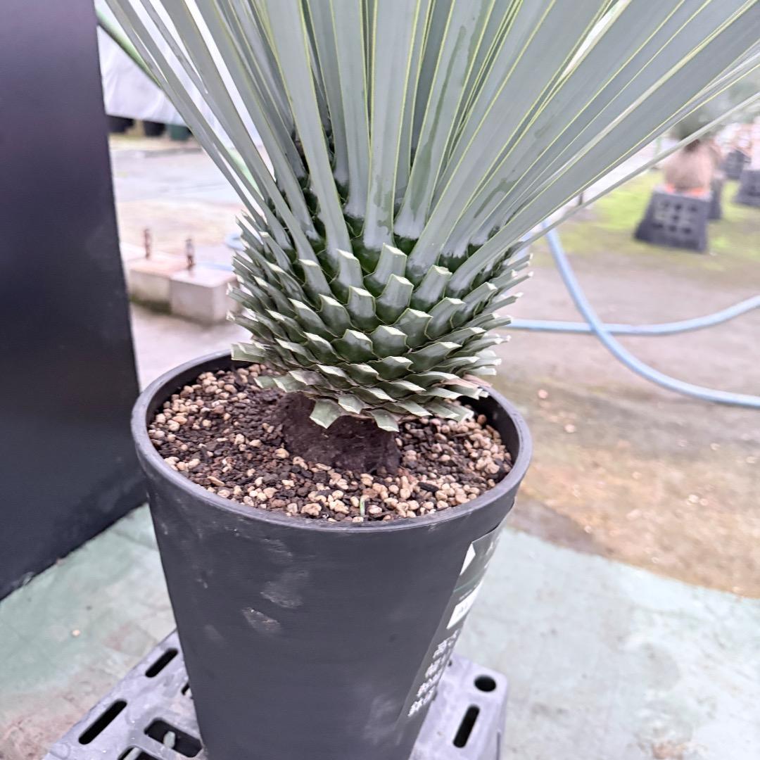 ノ*リ様 【AL1143】ユッカ　ロストラータ　24cm鉢