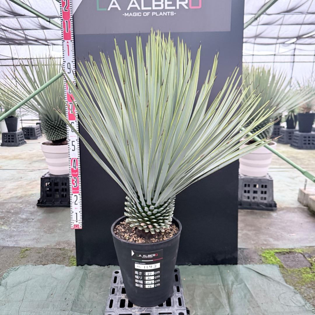 ノ*リ様 【AL1143】ユッカ　ロストラータ　24cm鉢